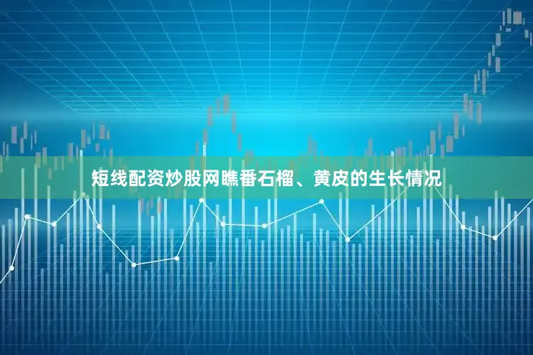短线配资炒股网瞧番石榴、黄皮的生长情况